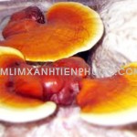 nam-lim-xanh-chua-benh-
