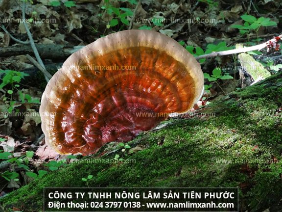 Cách dùng nấm lim xanh rừng tự nhiên và sử dụng nấm lim xanh sắc nước