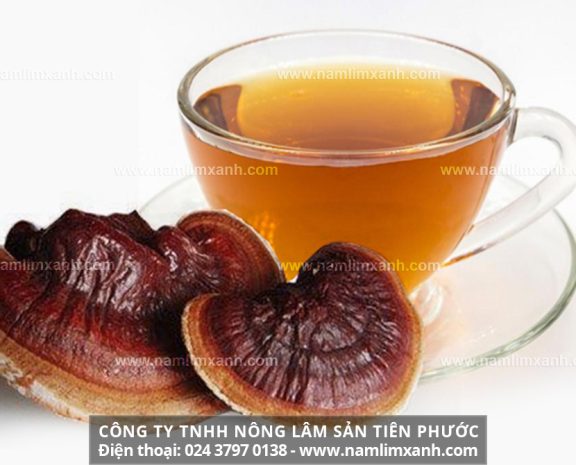 Cách sơ chế nấm lim xanh chữa bệnh và tác hại của nấm lim xanh rừng