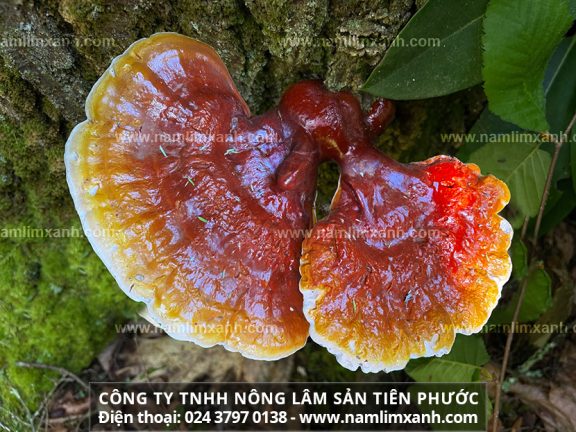 Địa chỉ tin cậy mua nấm lim xanh tại Ninh Thuận chuẩn nấm lim rừng và giá bán bao nhiêu 1kg