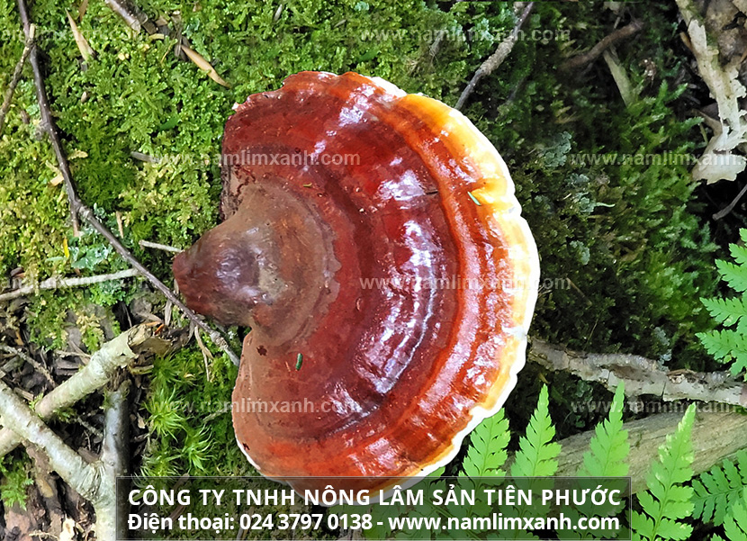 Nấm lim xanh Tiên phước trong nghiên cứu điều trị bệnh ung thư