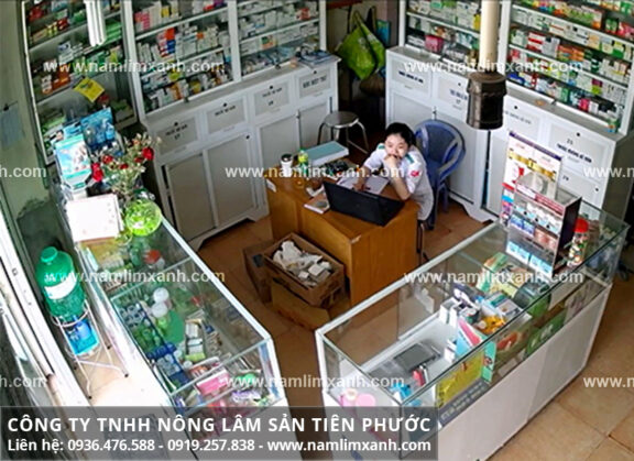 Cách chọn địa chỉ mua nấm lim xanh rừng chính hãng tại Nam Định là gì