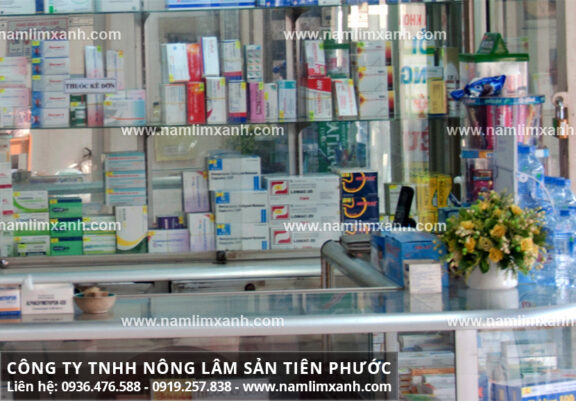 Công dụng của nấm lim tốt nên giá nấm lim xanh ở Quảng Ninh không rẻ