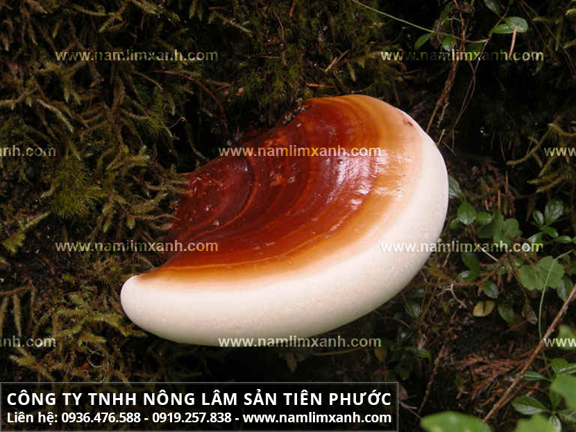 Địa chỉ mua nấm lim xanh rừng chất lượng có ở đâu tại tỉnh Thanh Hoá