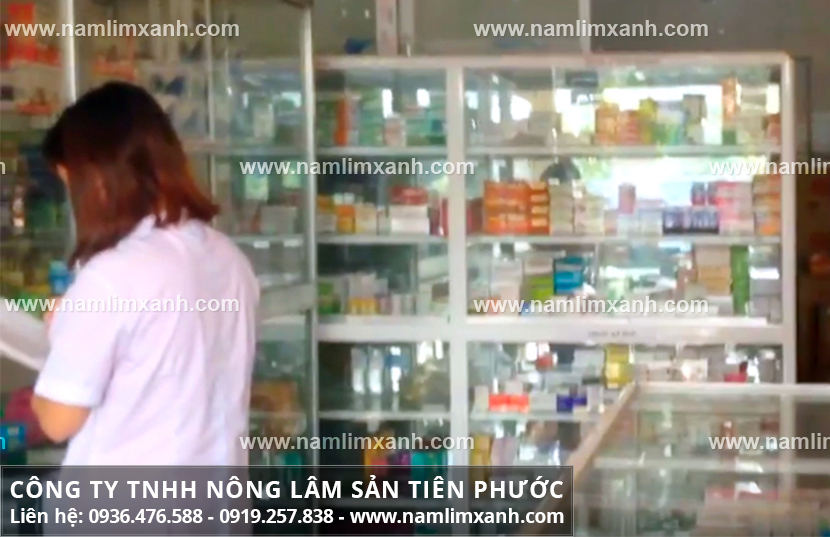 Địa chỉ mua nấm lim xanh tại Bình Phước và bán nấm lim xanh Việt Nam