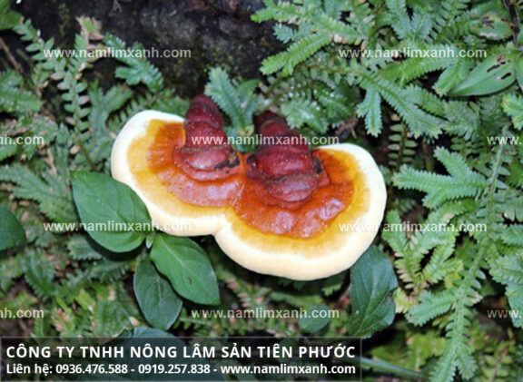 Mua bán nấm lim xanh rừng tại Lào Cai nên đến địa chỉ nào uy tín nhất?