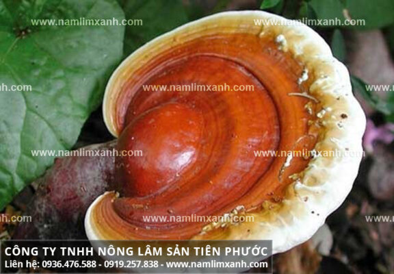 Nơi bán nấm lim xanh chính hãng ở Quảng Ninh tại nhà thuốc độc quyền