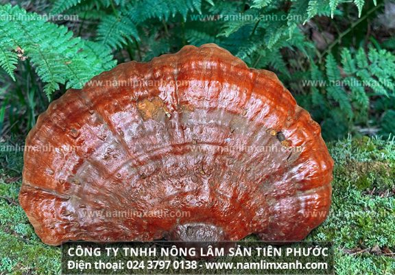 Tác dụng của nấm lim và cách uống nấm lim xanh rừng tự nhiên đúng nhất