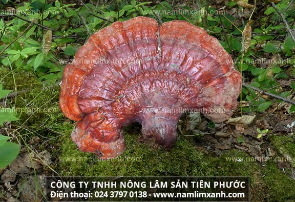 Nấm lim xanh có tác dụng tăng cường sinh lực và uống rượu nấm cây lim