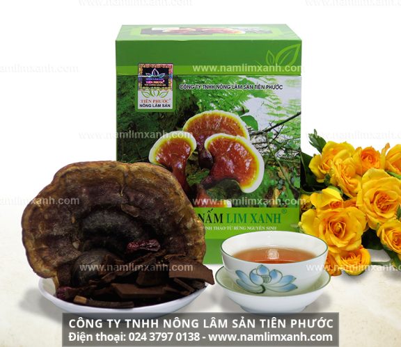 Nấm lim xanh Tiên Phước và hình ảnh nấm lim xanh và các loại nấm lim