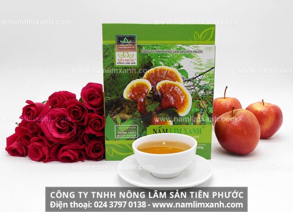 Nấm lim xanh Công ty Tiên Phước và cách nhận biết nấm lim xanh rừng