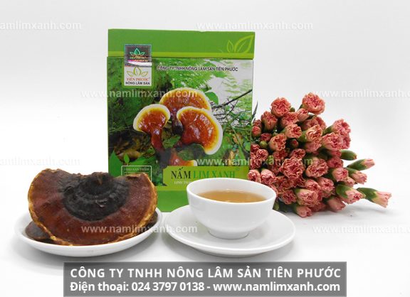 Đại lý nấm lim xanh Tiên Phước tại Quảng Bình và giá nấm lim xanh Thanh Thiết Bảo Sinh