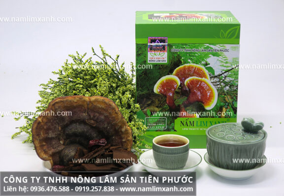 Mua bán nấm lim xanh ở Điện Biên ra sao và nấm lim xanh ở Quảng Nam