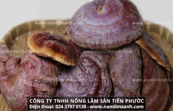 Cách bảo quản nấm lim xanh và cách chế biến nấm lim xanh Tiên Phước