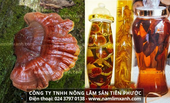 Cách dùng nấm lim xanh và cách ngâm rượu nấm lim rừng tự nhiên