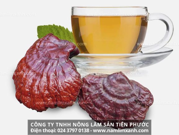 Cách dùng nấm lim xanh và phương pháp bảo quản nấm lim xanh khô