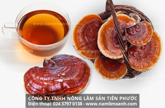 Cách nấu nấm lim xanh Quảng Nam và tác dụng nấm lim xanh rừng là gì?