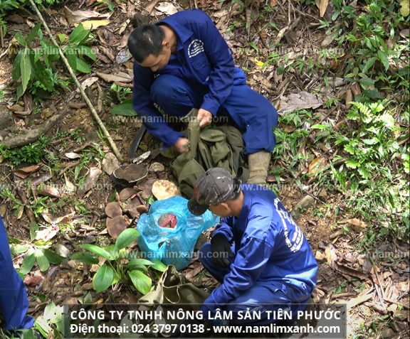 Công ty TNHH Nông lâm sản Tiên Phước cũng là đơn vị duy nhất được phép khai thác Nấm lim xanh ở khắp các cánh rừng nguyên sinh ở Trường Sơn, Tây Nguyên và khu vực Nam Lào