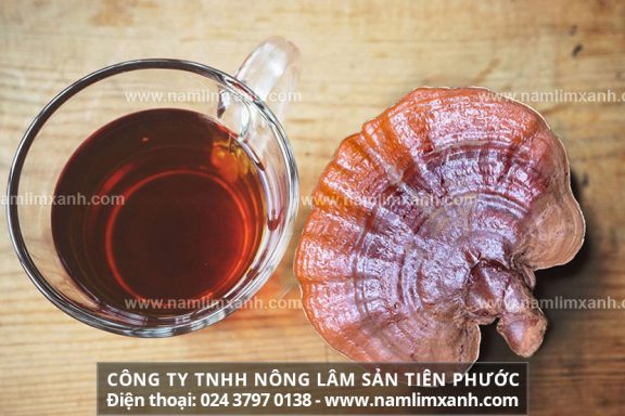 Hướng dẫn sử dụng nấm lim xanh rừng cách dùng nấm lim xanh ngâm mật ong