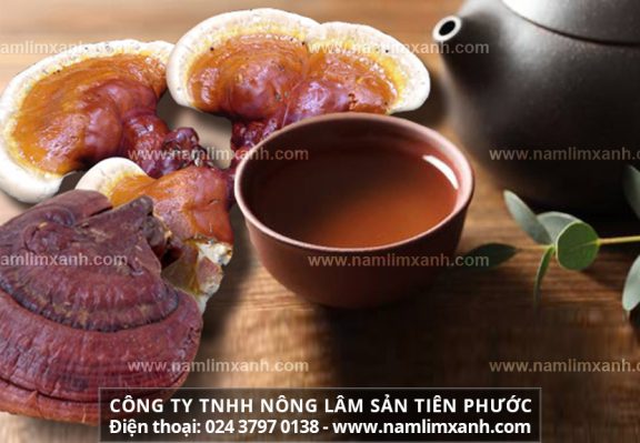 Hướng dẫn sử dụng nấm lim xanh và cách dùng nấm lim xanh rừng tươi