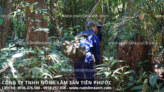 Nấm lim rừng và đặc điểm nấm lim xanh tự nhiên Tiên Phước Quảng Nam
