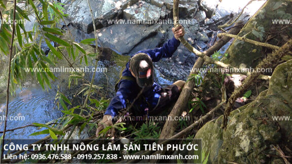Nấm lim xanh Quảng Nam với đặc điểm hình ảnh của nấm lim rừng tự nhiên