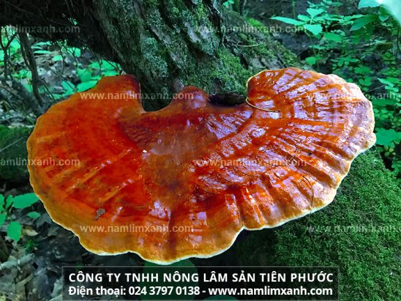 Công dụng của nấm lim xanh rừng tự nhiên và tác dụng trị ung thư gan