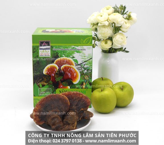 Nấm lim xanh Tiên Phước với nơi bán nấm lim xanh Tiên Phước tại Hà Nội