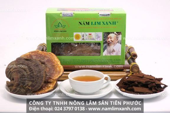 Nấm lim xanh rừng và tác dụng thành phần dược chất của nấm lim tự nhiên