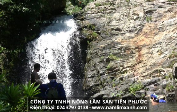 Sản phẩm Nấm lim xanh của Công ty TNHH Nấm Lim Xanh Thiên Nhiên Quảng Nam đảm bảo chất lượng