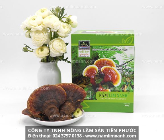 Công dụng nấm lim xanh Tiên Phước và sử dụng nấm gỗ lim như thế nào