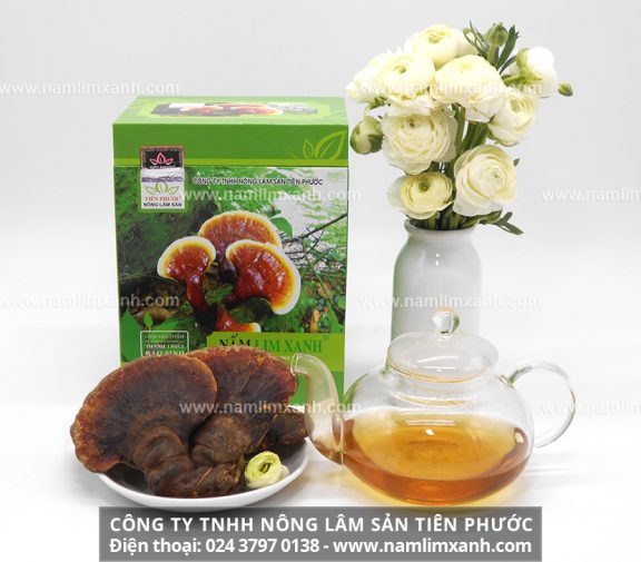 Tác dụng của nấm lim rừng chữa bệnh và công dụng nấm lim xanh tự nhiên