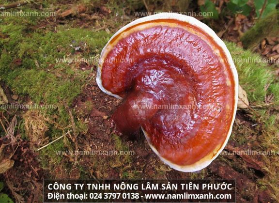 Tác dụng của nấm lim rừng và cách nấu nấm lim xanh Tiên Phước ra sao