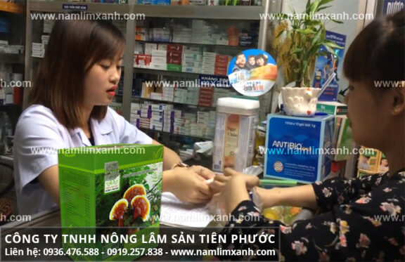 Giá nấm lim xanh Quảng Nam và địa chỉ bán nấm lim xanh tại Quảng Trị