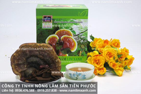 Nấm lim xanh Lào là gì với mua nấm lim xanh tự nhiên Tiên Phước ở đâu?