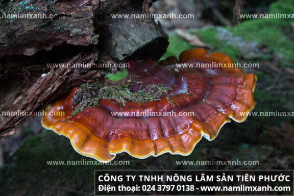 Nấm lim xanh rừng tự nhiên Lào có giá trị như nấm lim Việt Nam