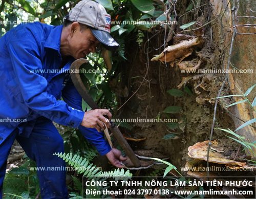 Thợ rừng tìm hái nấm lim từ một gốc cây lim xanh mục