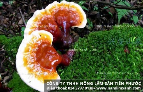 Tác dụng của nấm lim xanh rừng Việt Nam hỗ trợ điều trị bệnh nan y