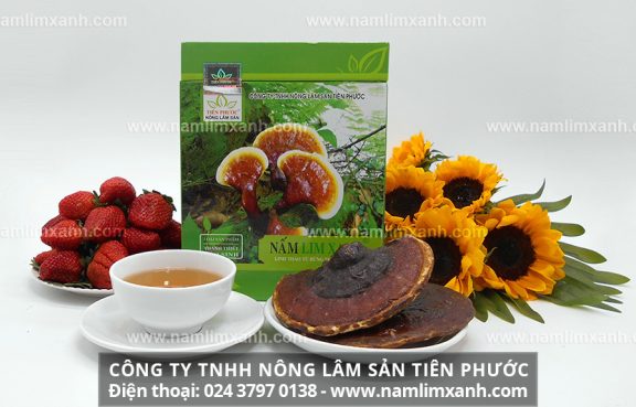 Sản phẩm nấm lim xanh THANH THIẾT BẢO SINH cổ truyền của Công ty Nông lâm sản Tiên Phước.