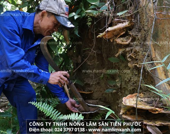 Nụ cười hạnh phúc của người thợ rừng khi tìm được gốc lim với nhiều cây nấm sau hành trình hơn chục ngày trong rừng